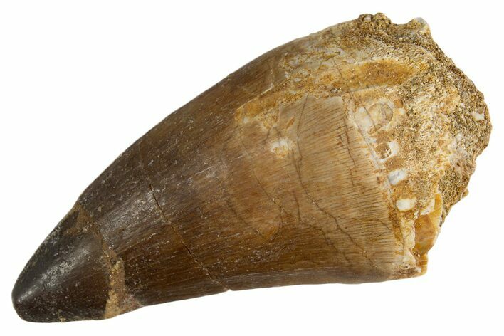 Fossil Mosasaur (Thalassotitan) Tooth - Morocco #345105